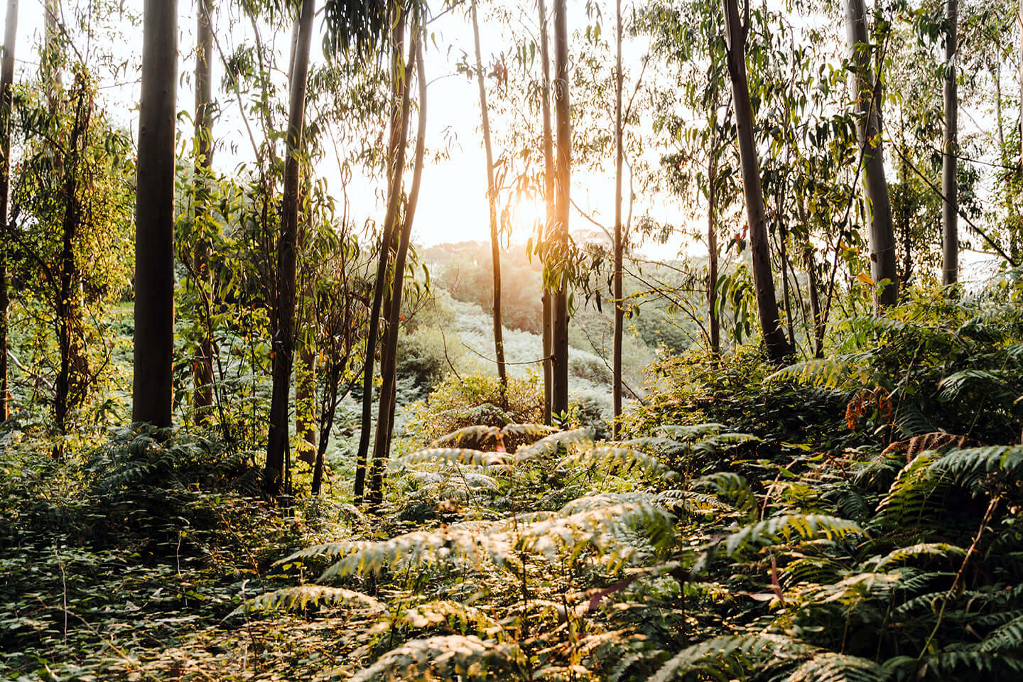 Forest