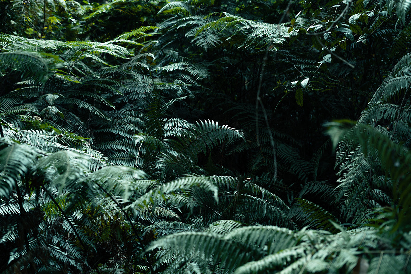 Dark Leaves in the Forest